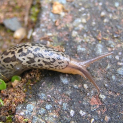 Limax maximus (Leopard Slug, Great Grey Slug) at Kambah, ACT - 11 Nov 2017 by MatthewFrawley