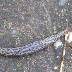 Limax maximus at Kambah, ACT - 11 Nov 2017 05:15 PM