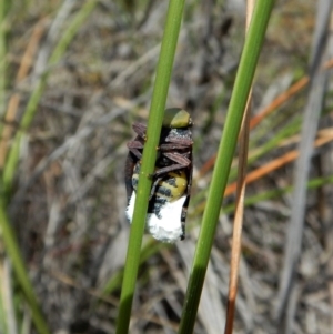 Platybrachys decemmacula at Aranda Bushland - 7 Nov 2017