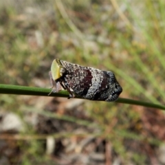 Platybrachys decemmacula at Aranda Bushland - 7 Nov 2017