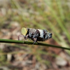 Platybrachys decemmacula at Aranda Bushland - 7 Nov 2017