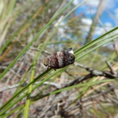 Platybrachys decemmacula at Aranda Bushland - 7 Nov 2017