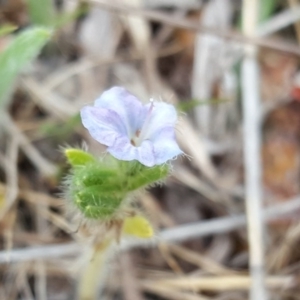 Anchusa arvensis at Isaacs Ridge - 10 Nov 2017