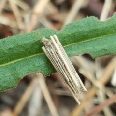 Clania lewinii (Lewin's case moth) at Isaacs Ridge - 10 Nov 2017 by Mike