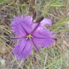Thysanotus tuberosus subsp. tuberosus (Common Fringe-lily) at Kambah, ACT - 13 Nov 2017 by RosemaryRoth