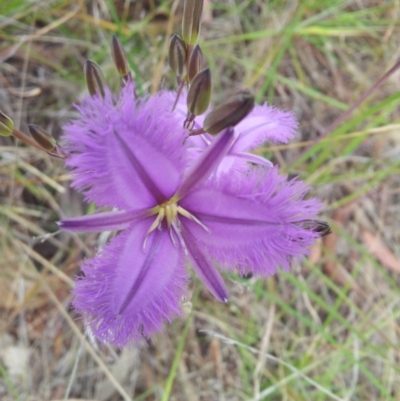 Thysanotus tuberosus subsp. tuberosus (Common Fringe-lily) at Kambah, ACT - 13 Nov 2017 by RosemaryRoth
