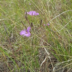 Thysanotus tuberosus subsp. tuberosus at Kambah, ACT - 13 Nov 2017 10:35 AM