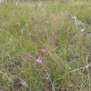 Thysanotus tuberosus subsp. tuberosus at Kambah, ACT - 13 Nov 2017