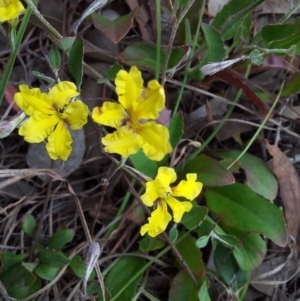 Goodenia hederacea subsp. hederacea at Kambah, ACT - 12 Nov 2017