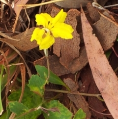 Goodenia hederacea subsp. hederacea at Kambah, ACT - 12 Nov 2017