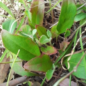 Goodenia hederacea subsp. hederacea at Kambah, ACT - 12 Nov 2017