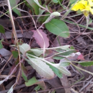 Goodenia hederacea subsp. hederacea at Kambah, ACT - 12 Nov 2017 02:49 PM