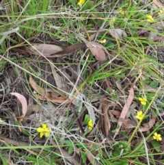 Goodenia hederacea subsp. hederacea at Kambah, ACT - 12 Nov 2017