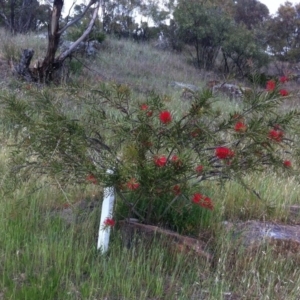 Callistemon citrinus at Hughes, ACT - 13 Nov 2017 01:33 PM