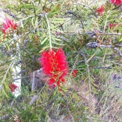 Melaleuca citrina at Hughes, ACT - 13 Nov 2017