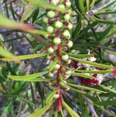 Melaleuca citrina at Hughes, ACT - 13 Nov 2017