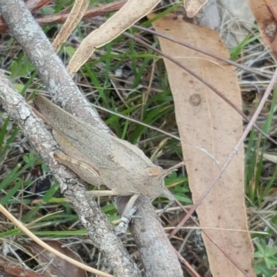 Goniaea australasiae (Gumleaf grasshopper) at Isaacs Ridge - 10 Nov 2017 by Mike