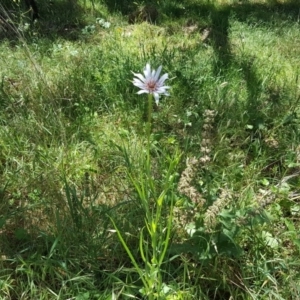 Tragopogon porrifolius subsp. porrifolius at Isaacs Ridge and Nearby - 8 Nov 2017