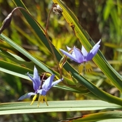 Stypandra glauca (Nodding Blue Lily) at Farrer, ACT - 8 Nov 2017 by Mike