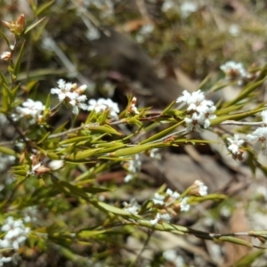 Leucopogon virgatus at Farrer, ACT - 8 Nov 2017