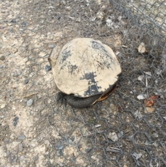 Chelodina longicollis (Eastern Long-necked Turtle) at Gungahlin, ACT - 13 Nov 2017 by JVWW