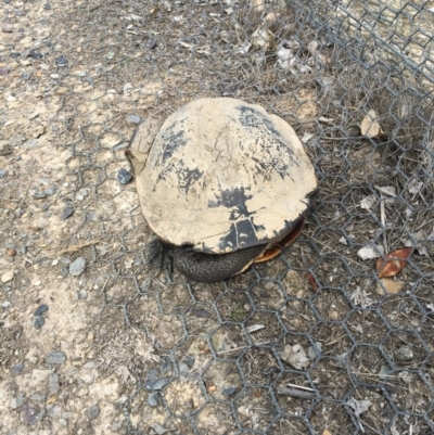 Chelodina longicollis (Eastern Long-necked Turtle) at Gungahlin, ACT - 13 Nov 2017 by JVWW