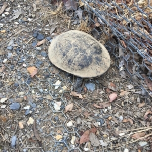 Chelodina longicollis at Gungahlin, ACT - 13 Nov 2017 03:40 PM