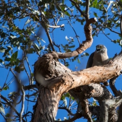 Accipiter fasciatus (Brown Goshawk) at Murrumbateman, NSW - 13 Nov 2017 by SallyandPeter