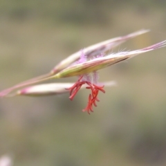 Rytidosperma pallidum (Red-anther Wallaby Grass) at Mount Taylor - 11 Nov 2017 by MatthewFrawley