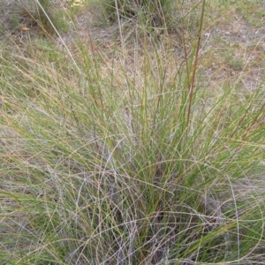 Rytidosperma pallidum at Kambah, ACT - 11 Nov 2017 01:44 PM