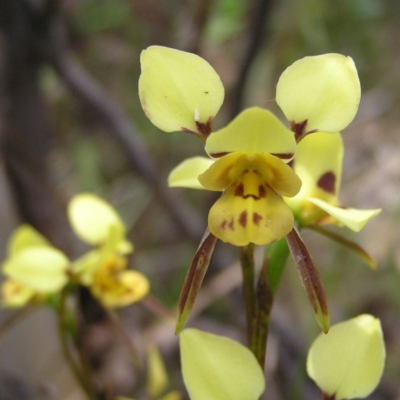 Diuris sulphurea (Tiger Orchid) at Mount Taylor - 11 Nov 2017 by MatthewFrawley