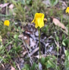 Goodenia pinnatifida (Scrambled Eggs) at Cook, ACT - 13 Nov 2017 by JasonC