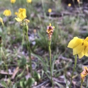 Goodenia pinnatifida at Cook, ACT - 13 Nov 2017