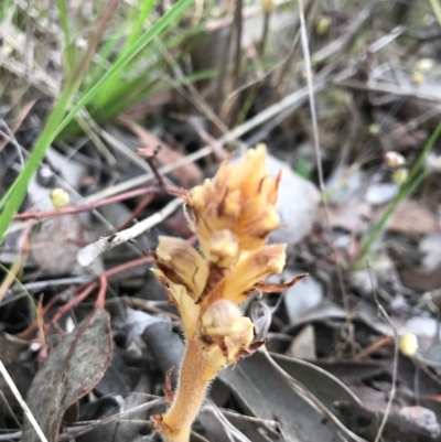 Orobanche minor (Broomrape) at Cook, ACT - 13 Nov 2017 by JasonC