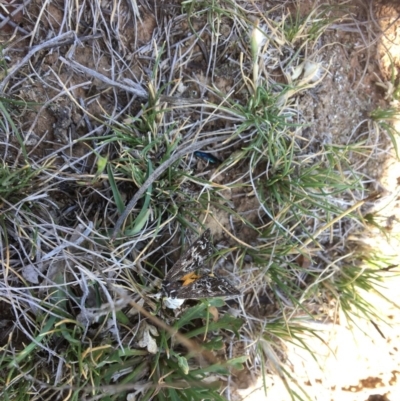 Synemon plana (Golden Sun Moth) at Jerrabomberra, NSW - 13 Nov 2017 by Floramaya