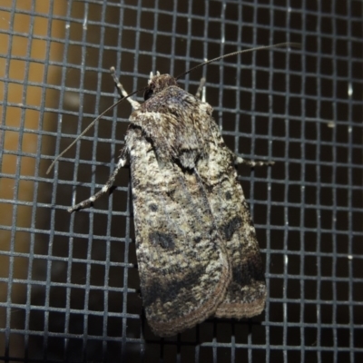 Agrotis porphyricollis (Variable Cutworm) at Conder, ACT - 29 Oct 2017 by michaelb