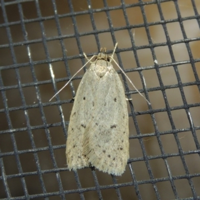 Eulechria undescribed species (A concealer moth) at Conder, ACT - 29 Oct 2017 by michaelb