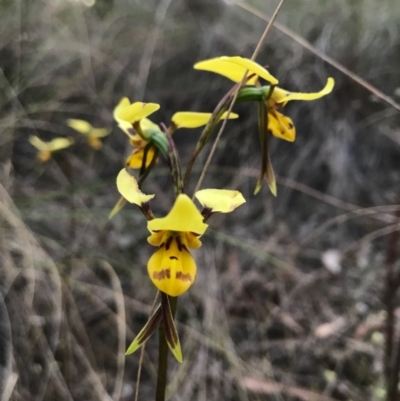 Diuris sulphurea (Tiger Orchid) at Cook, ACT - 13 Nov 2017 by JasonC