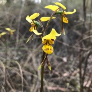 Diuris sulphurea at Cook, ACT - suppressed