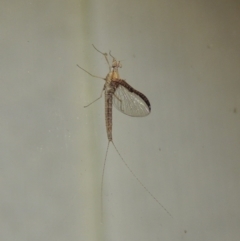 Ephemeroptera (order) (Unidentified Mayfly) at Pollinator-friendly garden Conder - 29 Oct 2017 by michaelb