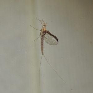 Ephemeroptera (order) at Conder, ACT - 29 Oct 2017 11:56 PM