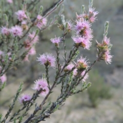 Kunzea parvifolia (Violet Kunzea) at Rob Roy Range - 4 Nov 2017 by MichaelBedingfield