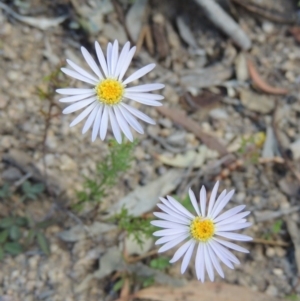 Brachyscome rigidula at Conder, ACT - 4 Nov 2017