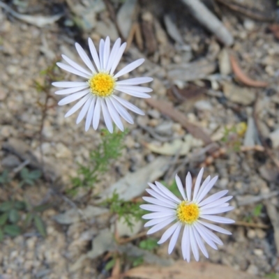 Brachyscome rigidula (Hairy Cut-leaf Daisy) at Conder, ACT - 4 Nov 2017 by MichaelBedingfield