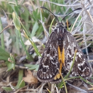 Synemon plana at Hume, ACT - 13 Nov 2017 12:04 PM