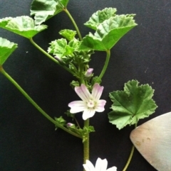 Malva neglecta (Dwarf Mallow) at Hughes, ACT - 13 Nov 2017 by ruthkerruish