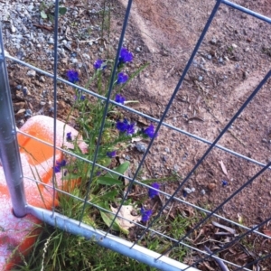 Echium plantagineum at Hughes, ACT - 13 Nov 2017