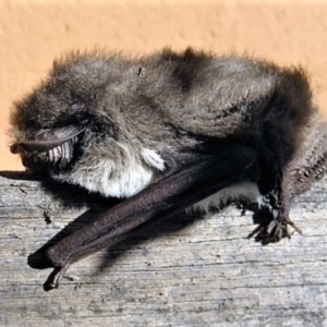 Nyctophilus geoffroyi at Wamboin, NSW - 10 Jun 2012