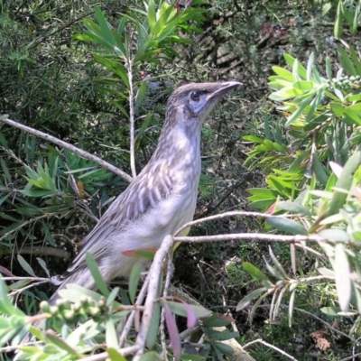 Anthochaera carunculata (Red Wattlebird) at Wamboin, NSW - 4 Nov 2008 by Varanus