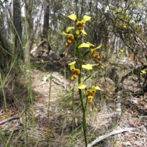 Diuris sulphurea at Bywong, NSW - 8 Nov 2010